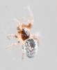 Dictyna uncinata